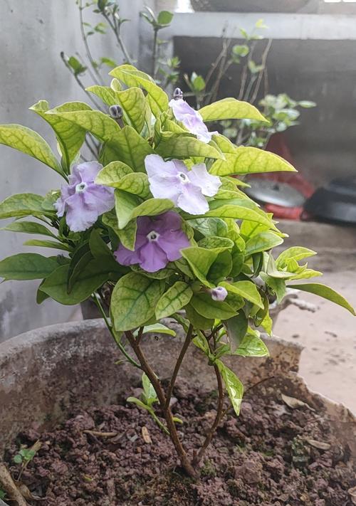 绿色花朵的寓意是什么？绿色花象征着什么？