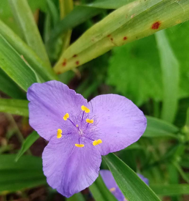 不是绿色的花有哪些寓意好？哪些花的寓意不是绿色？