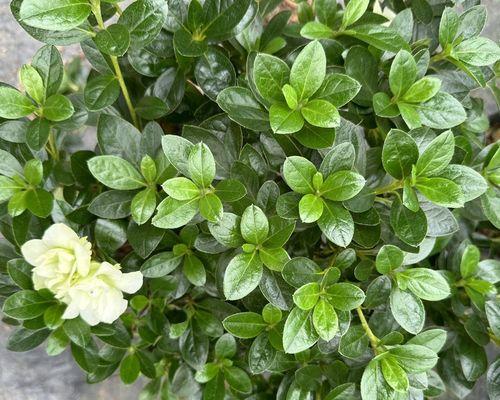 不是绿色的花有哪些寓意好？哪些花的寓意不是绿色？