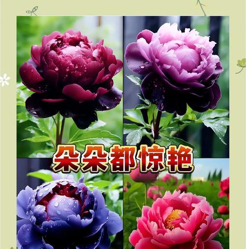 细节在花语中代表什么？花语中的细节寓意有哪些？