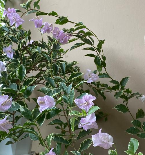 不同颜色的花各代表什么？花色与花的含义有何关联？