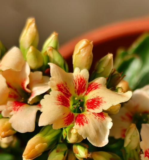 不同颜色的花各代表什么？花色与花的含义有何关联？