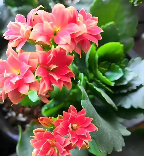 哪种花寓意健康和康复？生病时送花的含义是什么？