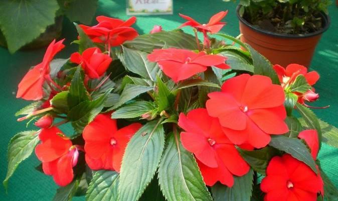 非洲哪些花象征幸福？如何用花表达幸福？