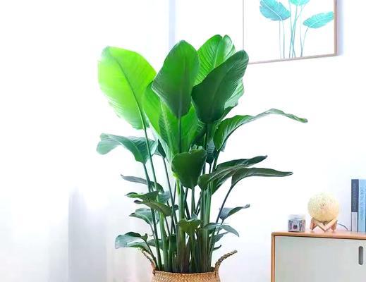 非洲哪些花象征幸福？如何用花表达幸福？