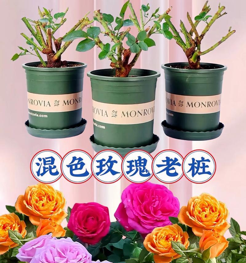 不同颜色玫瑰花代表什么？玫瑰花颜色的含义有哪些？