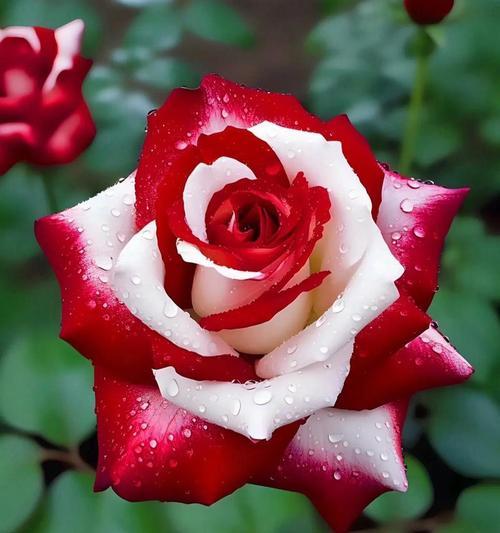 不同颜色玫瑰花代表什么？玫瑰花颜色的含义有哪些？