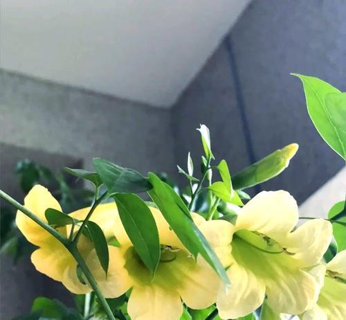 哪种花象征兴旺发达？兴旺发达的花有哪些特点？