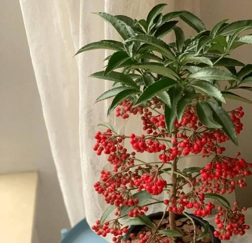 哪种花象征兴旺发达？兴旺发达的花有哪些特点？
