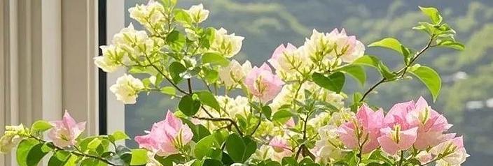 哪种花象征兴旺发达？兴旺发达的花有哪些特点？