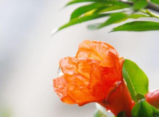 橙色飞蓬花的含义是什么？橙色飞蓬花在文化中的象征意义？
