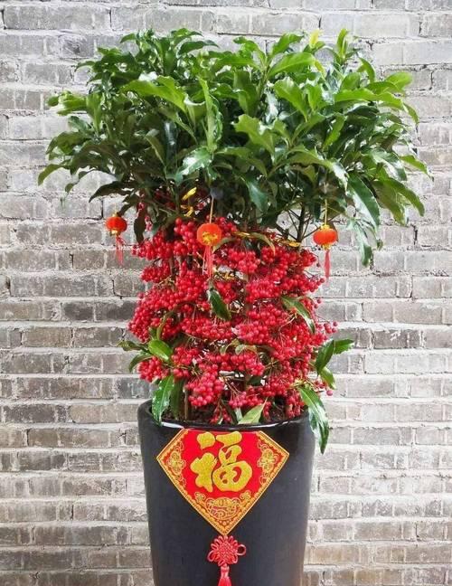 春节寓意很好的花有哪些？