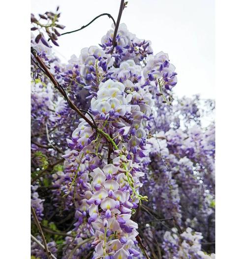 紫藤花的文化意义是什么？紫藤花在文化中代表什么？