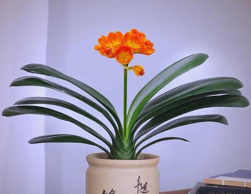 哪些花象征吉祥且有寓意？如何选择寓意吉祥的花卉？