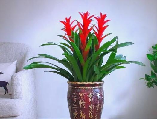 哪些草花象征幸运吉祥？草花的寓意有哪些？