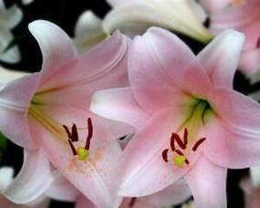 粉红色的花象征喜悦吗？有哪些粉红色的花代表喜悦？