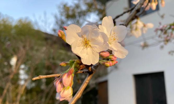 槟榔花爱情的象征是什么？如何表达爱意？
