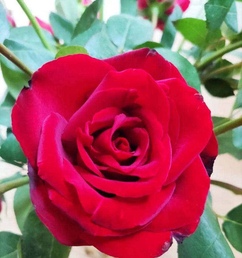 玫瑰花送给老人的寓意是什么？如何选择适合老人的玫瑰花？