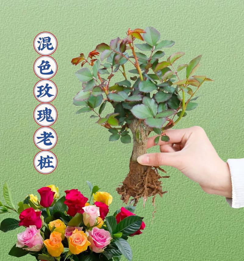 12朵黄色玫瑰花的含义是什么？它传递了怎样的信息？