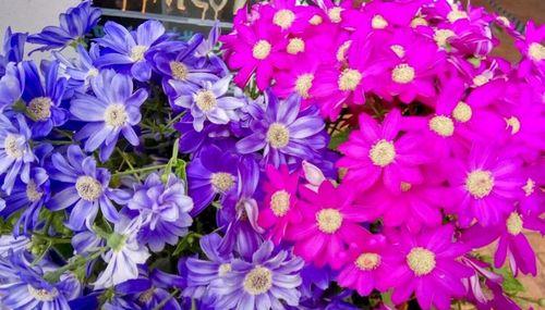 花色球花代表什么寓意？花色球花的象征意义是什么？