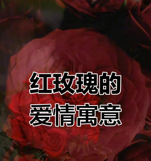 什么花象征对爱情的忠贞？如何表达忠贞不渝的爱情？