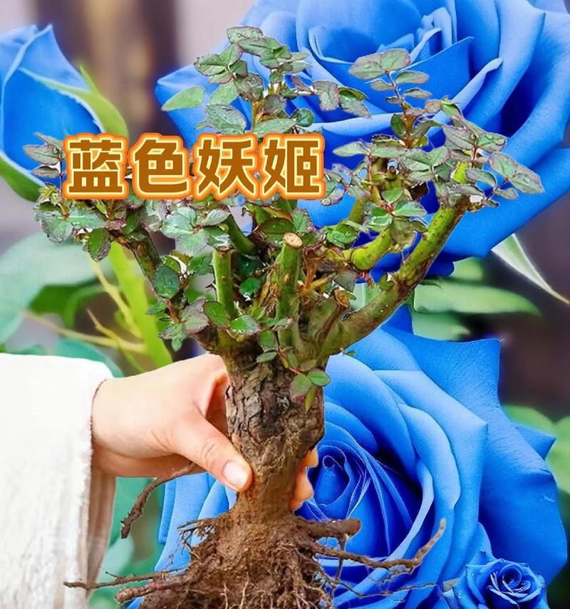 蓝色花卉象征什么？蓝色花的神秘寓意是什么？