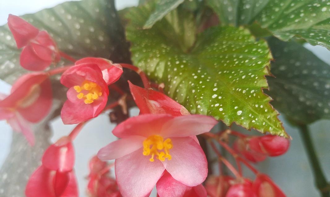竹节上长花代表什么？花在竹节上的寓意是什么？