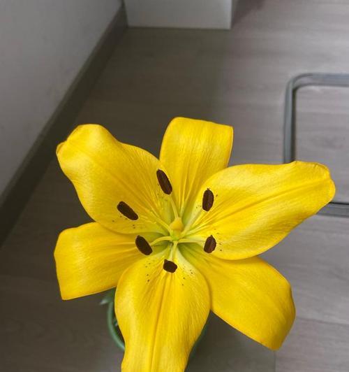 黄色花的寓意是什么？它们通常象征着什么？