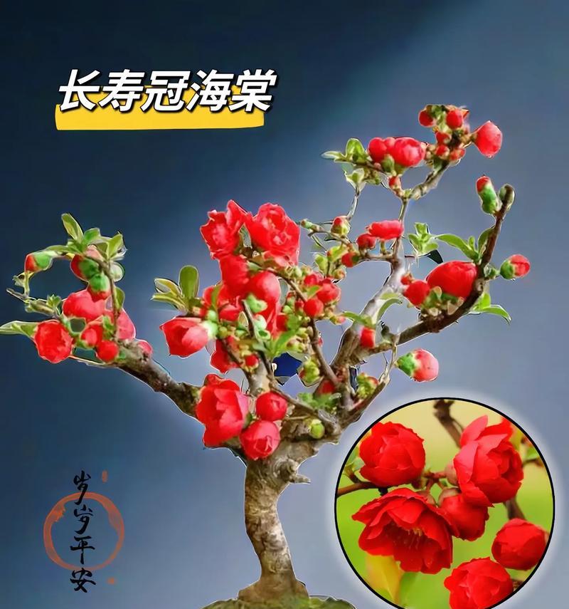 什么花象征长寿？长寿寓意的花有哪些？