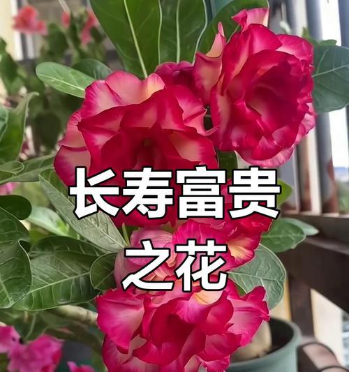 什么花象征长寿？长寿寓意的花有哪些？