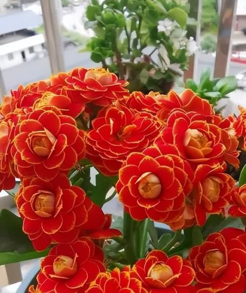什么花象征长寿？长寿寓意的花有哪些？