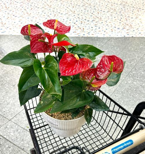 古代春节送啥花寓意好？春节送花的传统有哪些？