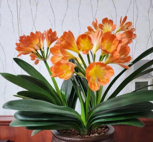 古代春节送啥花寓意好？春节送花的传统有哪些？
