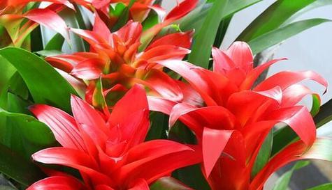春节吉祥花花语是什么？有哪些吉祥花推荐？