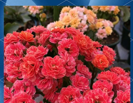 春节吉祥花花语是什么？有哪些吉祥花推荐？