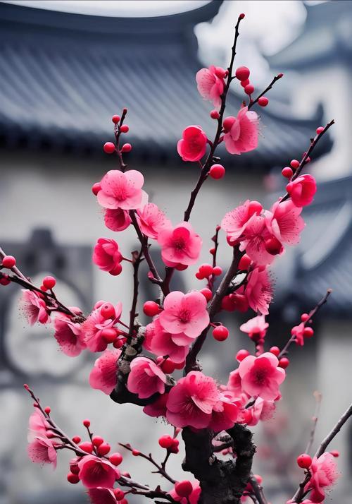 春节吉祥花花语是什么？有哪些吉祥花推荐？