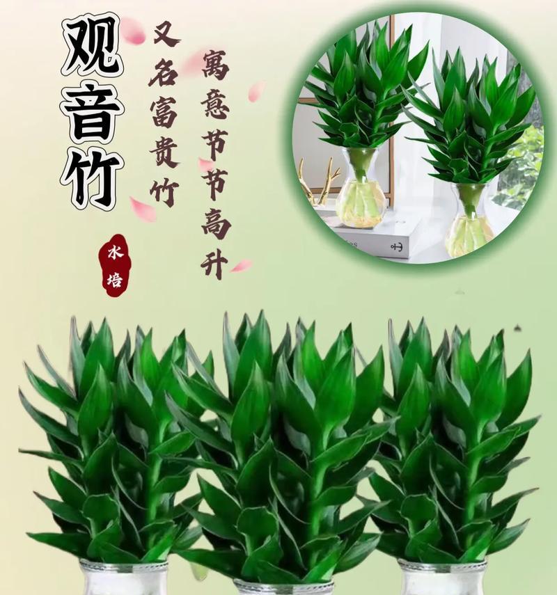 七夕节手捧香蕉花有何寓意？它代表了什么？