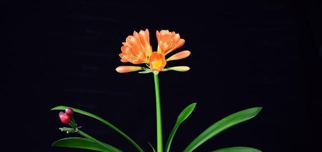 七夕节手捧香蕉花有何寓意？它代表了什么？