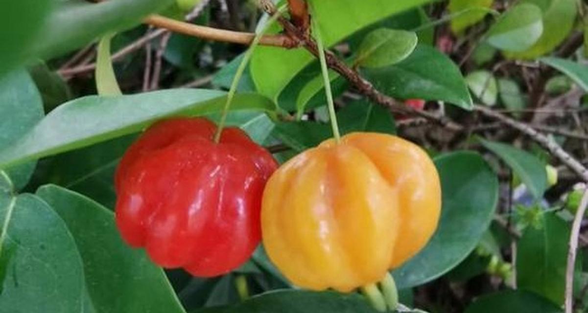 七夕节手捧香蕉花有何寓意？它代表了什么？