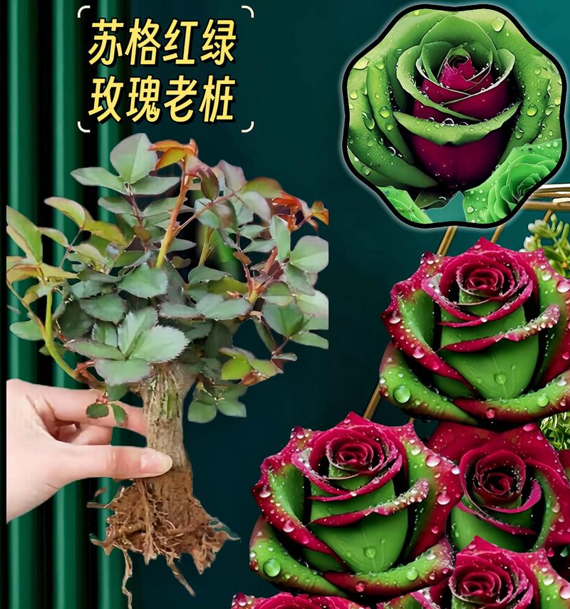 玫瑰花数量颜色代表什么？
