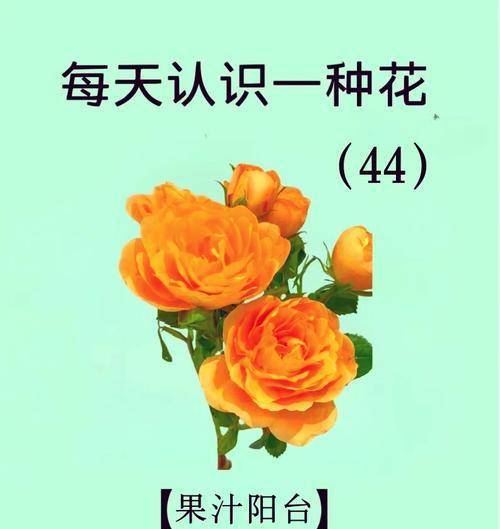 哪种花寓意充满希望和好运？好运花语有哪些？