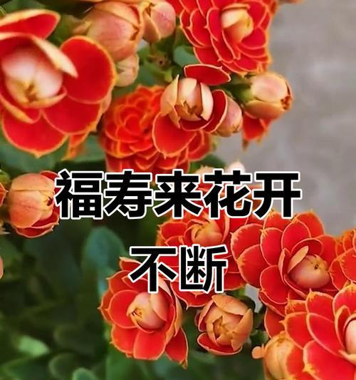 哪些花象征健康的意义？