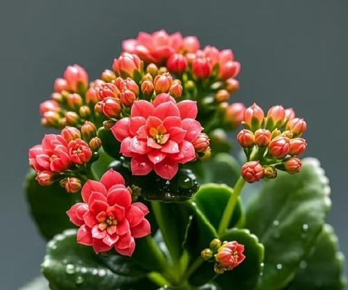 哪些花象征健康的意义？