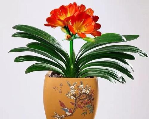 吉祥红火的花有哪些寓意？
