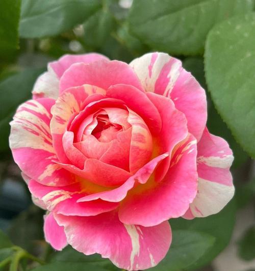 如何通过花语预支浪漫？有哪些花语可以表达？
