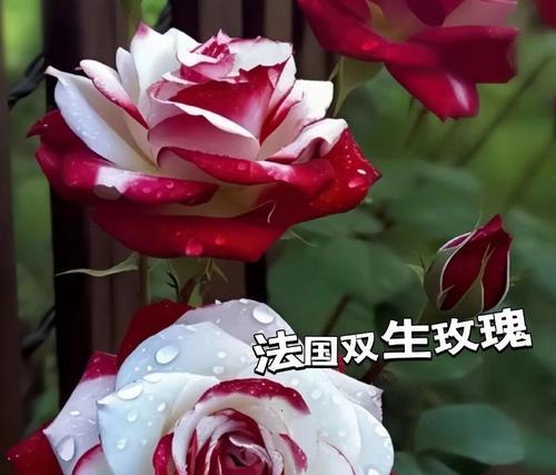 如何通过花语预支浪漫？有哪些花语可以表达？