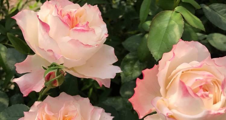 如何通过花语预支浪漫？有哪些花语可以表达？