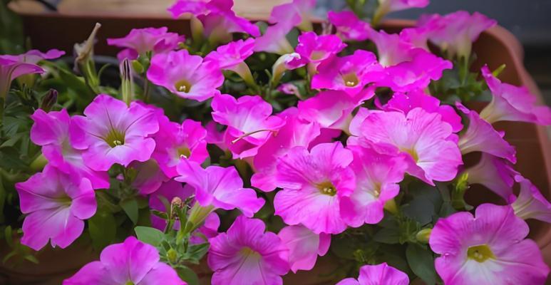 紫色牵牛花象征什么？它的花语和寓意是什么？