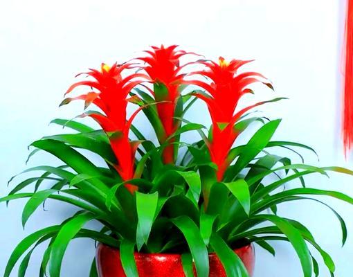 哪些花和盆栽具有吉祥寓意？如何选择吉祥的花卉盆栽？