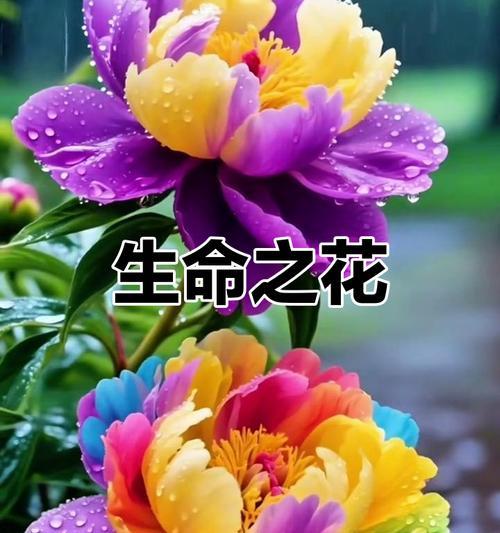 哪些花寓意聪明智慧吉祥？这些花的象征意义是什么？